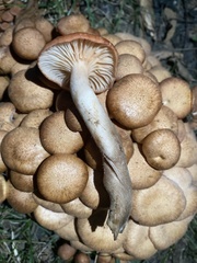 Desarmillaria