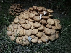 Desarmillaria