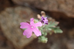 Glandularia latilobata