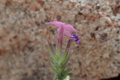 Glandularia latilobata