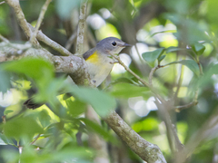 Setophaga ruticilla