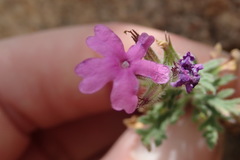 Glandularia latilobata