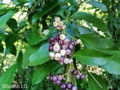 Dendropanax arboreus