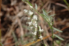 Vicia pulchella