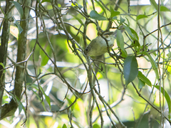 Basileuterus tristriatus