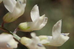 Vicia pulchella