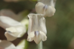 Vicia pulchella