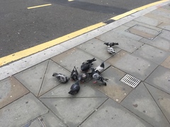 Columba livia domestica