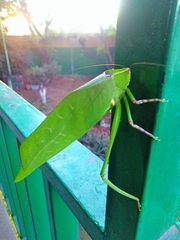 Stilpnochlora thoracica