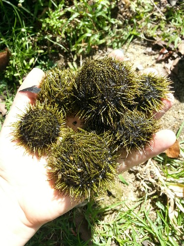 Salmacis sphaeroides