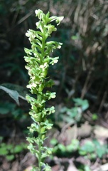 Platanthera flava flava