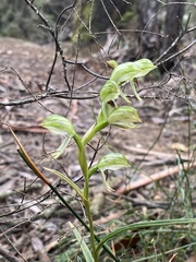 Pterostylis chocolatina