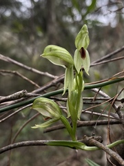Pterostylis chocolatina