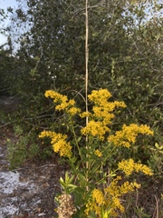Solidago chapmanii