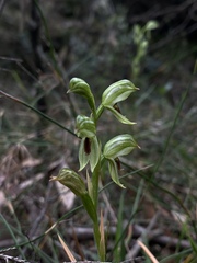 Pterostylis chocolatina