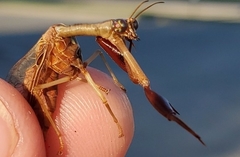 Dicromantispa interrupta