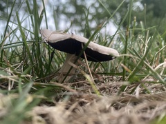 Agaricus