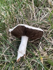 Agaricus