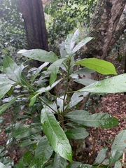 Cola natalensis
