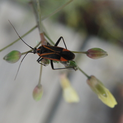 Hadrodemus noualhieri