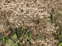 Dalbergia glomerata