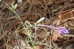 Ipomopsis thurberi