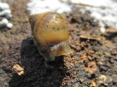 Plectostylus chilensis