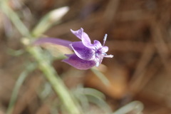 Ipomopsis thurberi