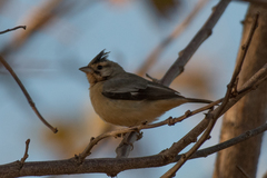 Charitospiza eucosma