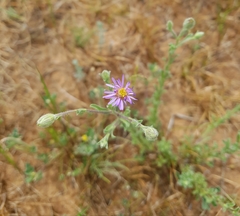 Vittadinia cuneata