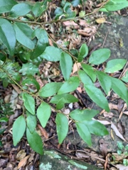 Cryptocarya myrtifolia