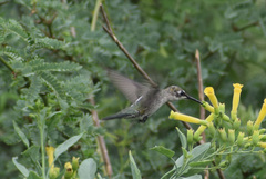 Colibri serrirostris