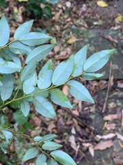 Cryptocarya myrtifolia