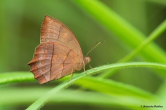Taygetis nympha