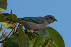 Burnished-Buff Tanager photo 3