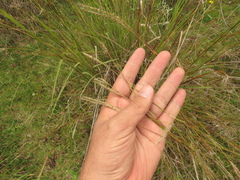 Andropogon aequatoriensis
