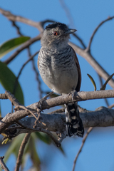Thamnophilus torquatus