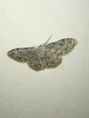 Idaea camparia