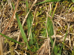 Alpaida variabilis