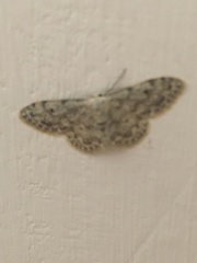 Idaea camparia
