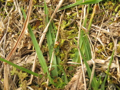 Alpaida variabilis