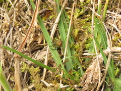 Alpaida variabilis