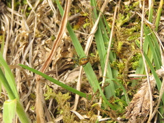 Alpaida variabilis