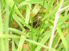 Pedaliodes phaea