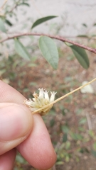 Cuscuta subinclusa