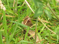 Pedaliodes phaea