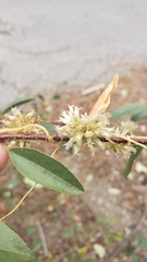 Cuscuta subinclusa