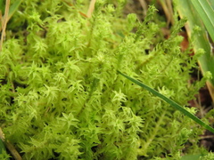 Leptodontium