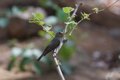 Muscicapa dauurica