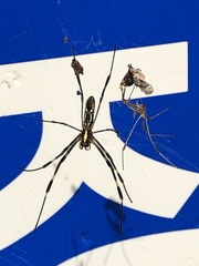 Trichonephila clavata